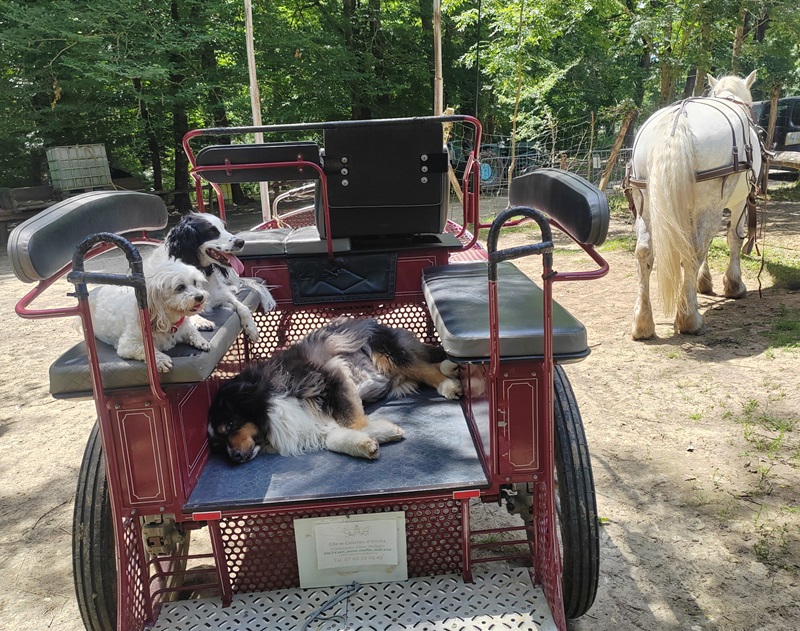Les Calèches d'Annika - photo 5