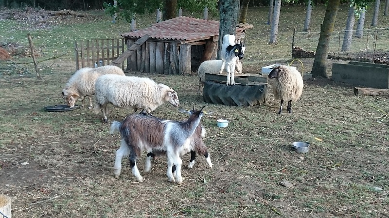 Le gîte des calèches - photo 4