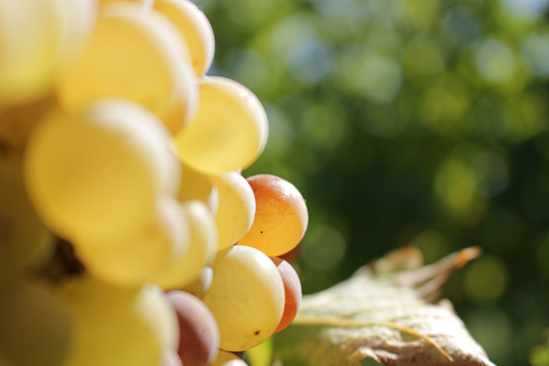 Boucle de Monbazillac