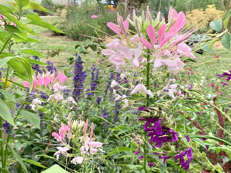 Les Jardins de Clapiéra, Montignac-de-Lauzun - photo 16