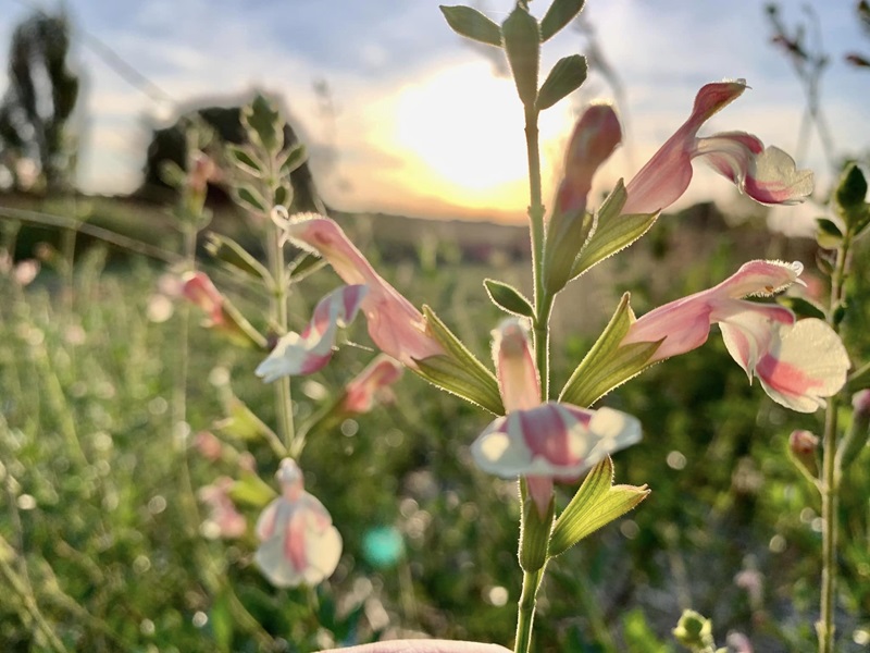Les Jardins de Clapiéra, Montignac-de-Lauzun - photo 14