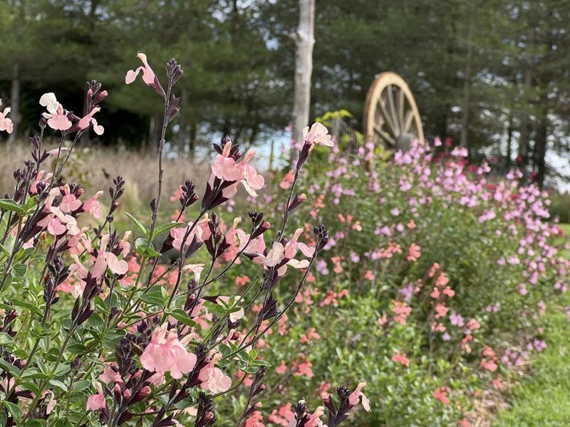 Les Jardins de Clapiéra, Montignac-de-Lauzun - photo 6