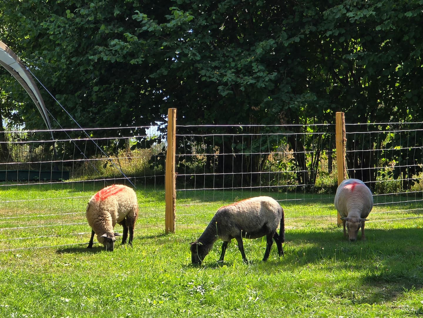 Maison 3 Limousin, Saint-Pierre-Bellevue - photo 14