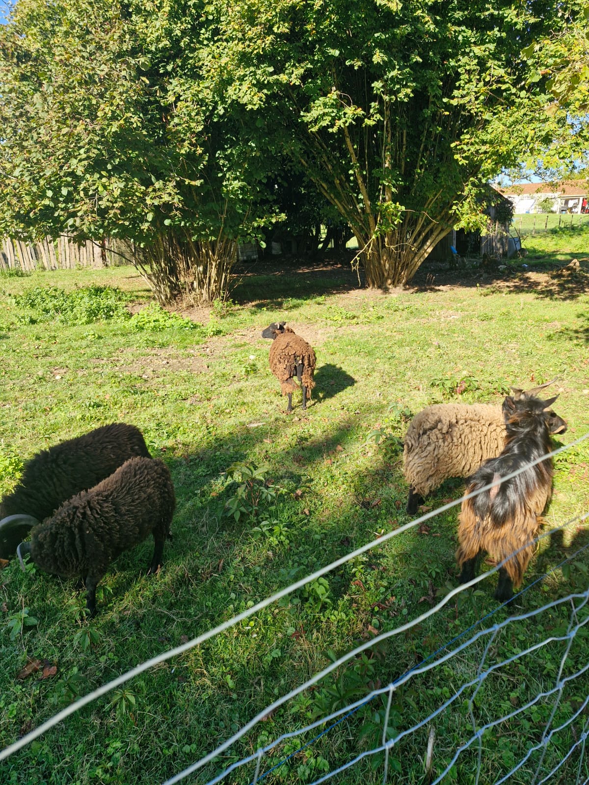 Gîte Les Hamacs, Montravers - photo 24