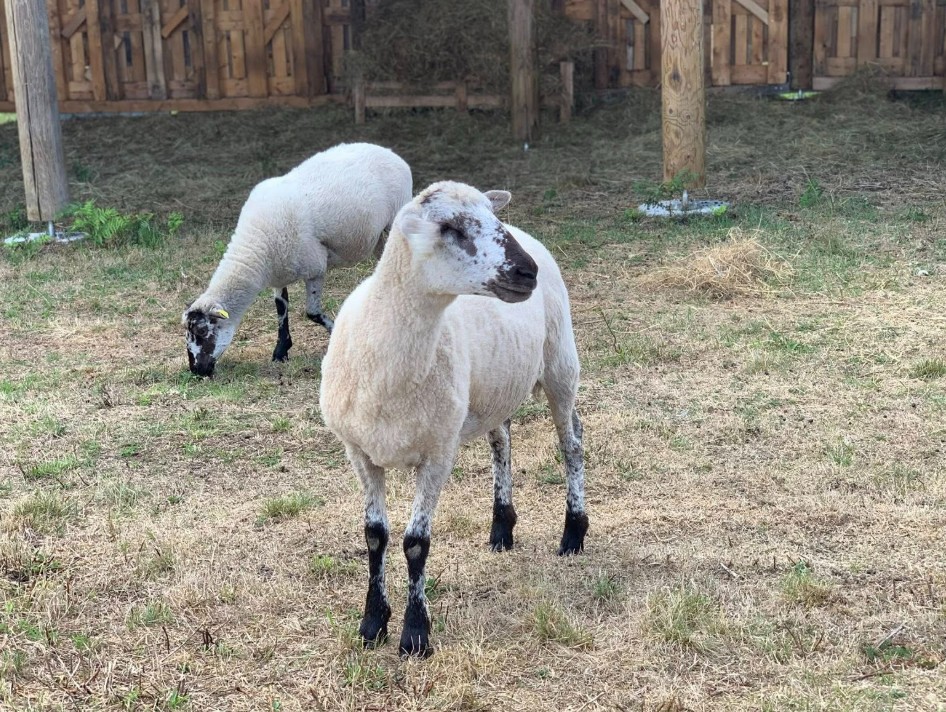 Tonte à la ferme pédagogique du domaine D'Hestia