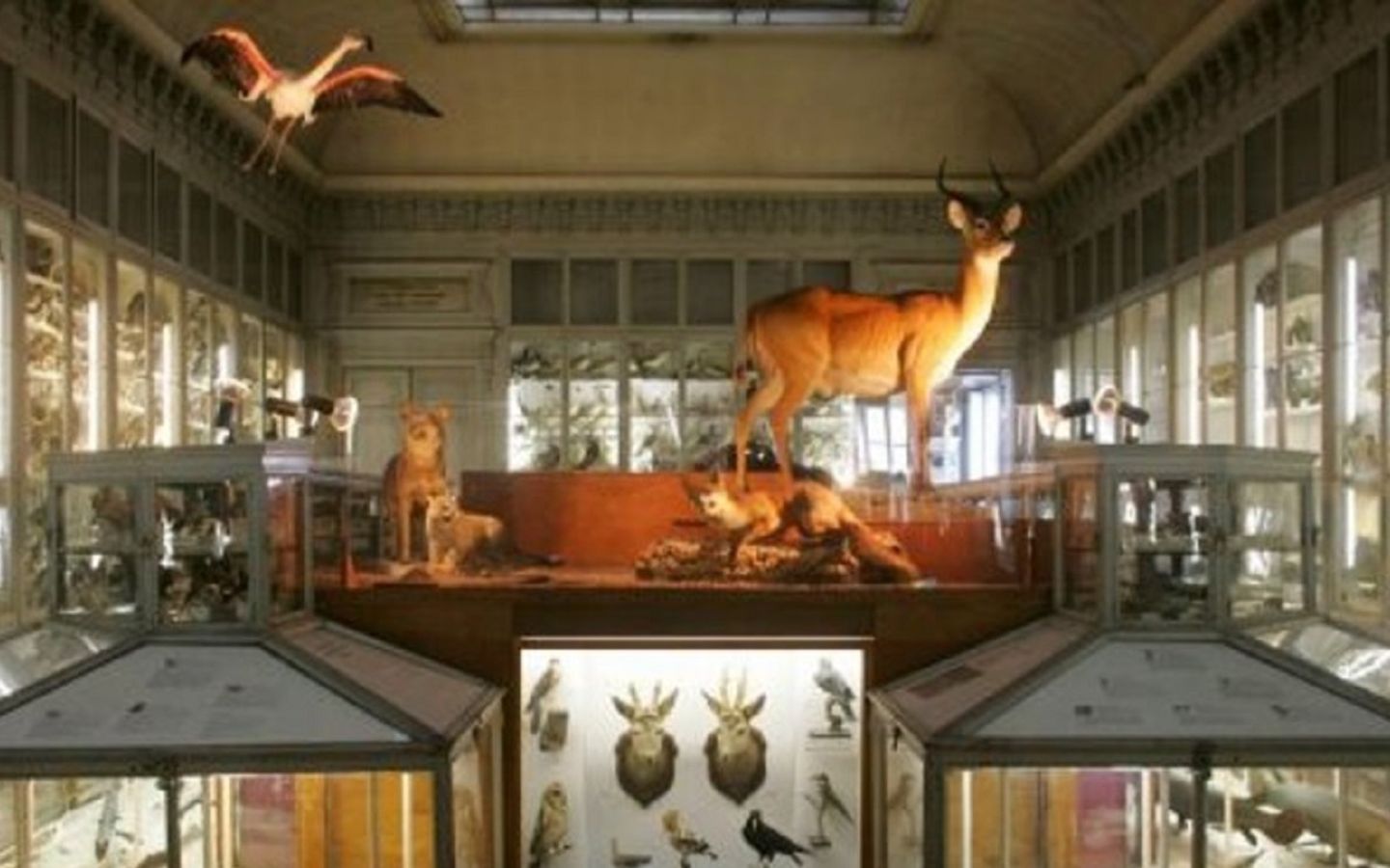 Muséum d'histoire naturelle, Bayonne
