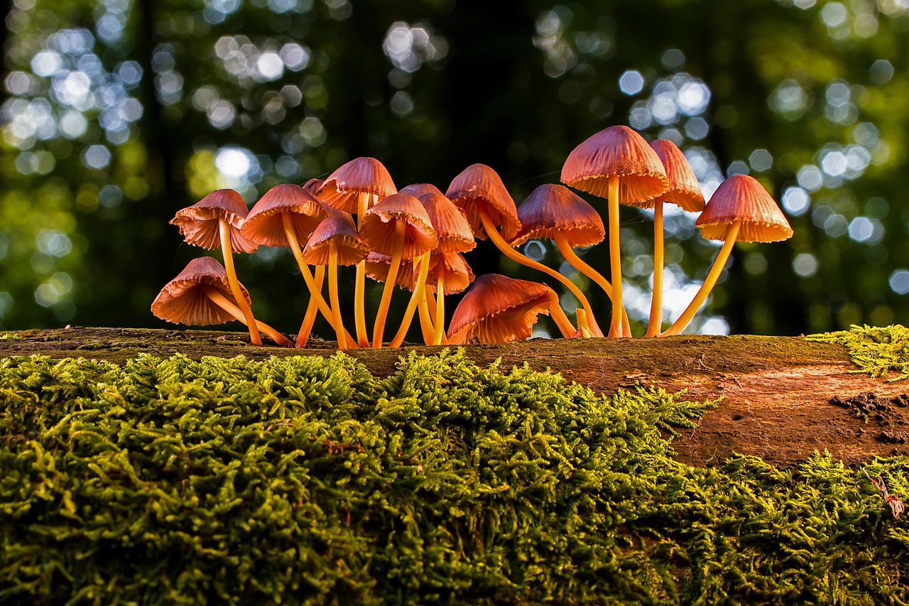 Balade nature : les champignons — visuel événement