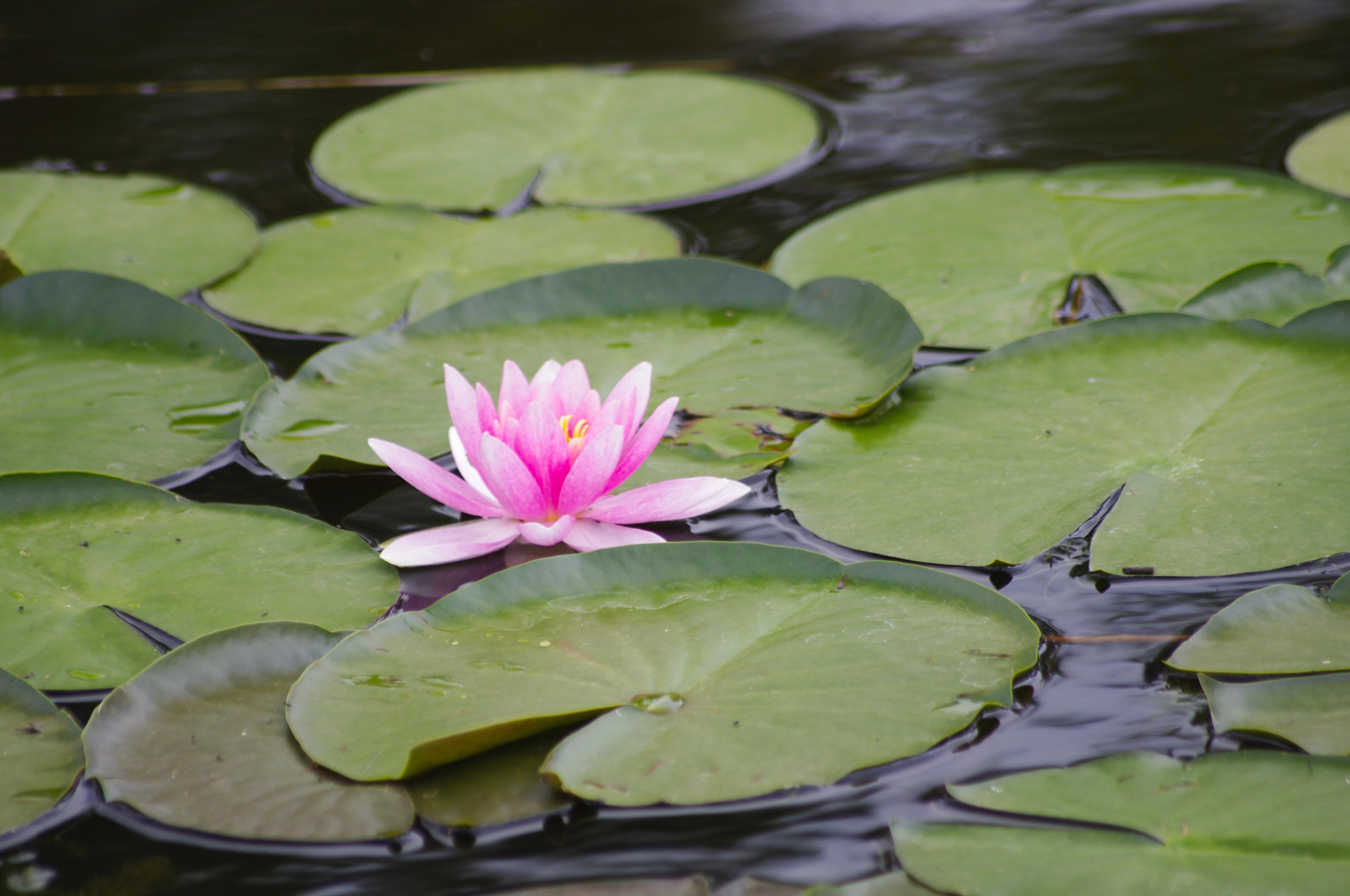 Le Grenier du Logis des Baillargères, Coulonges-Thouarsais - photo 4