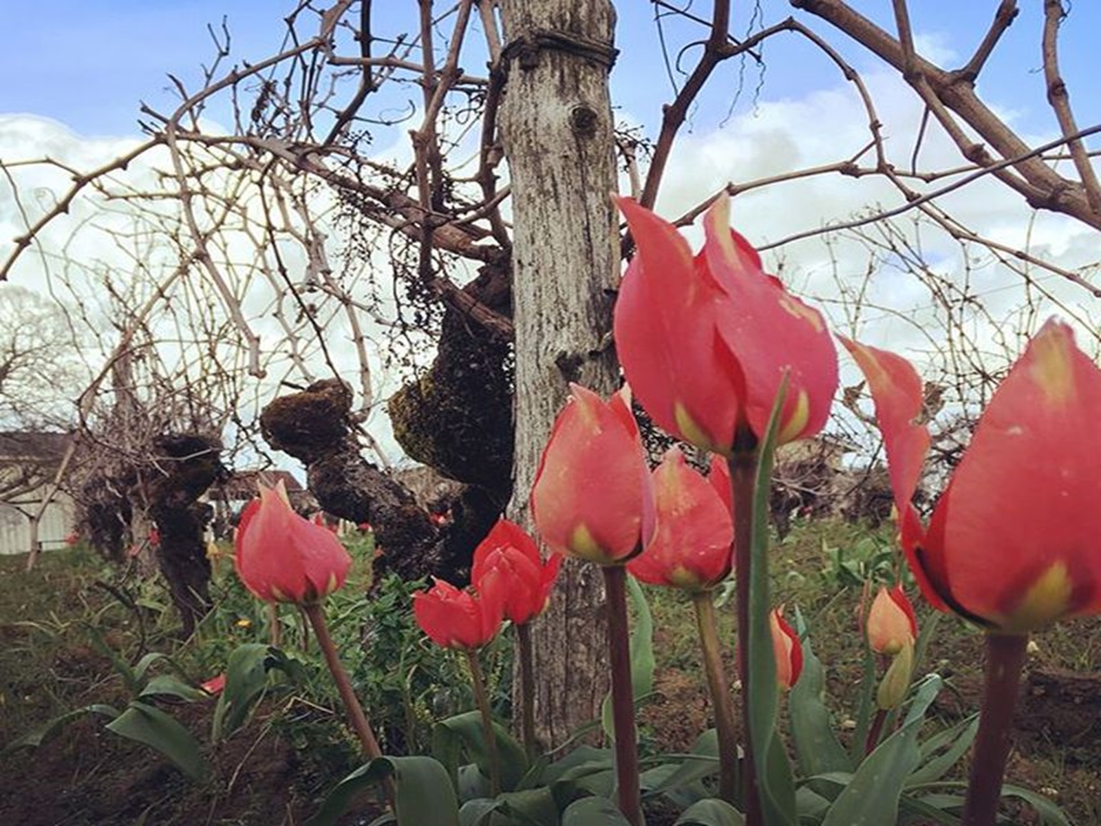 Aire de camping-cars des Vignobles Maurin - photo 2