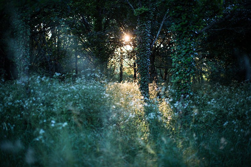 Visite nocturne "entre chien et loup"