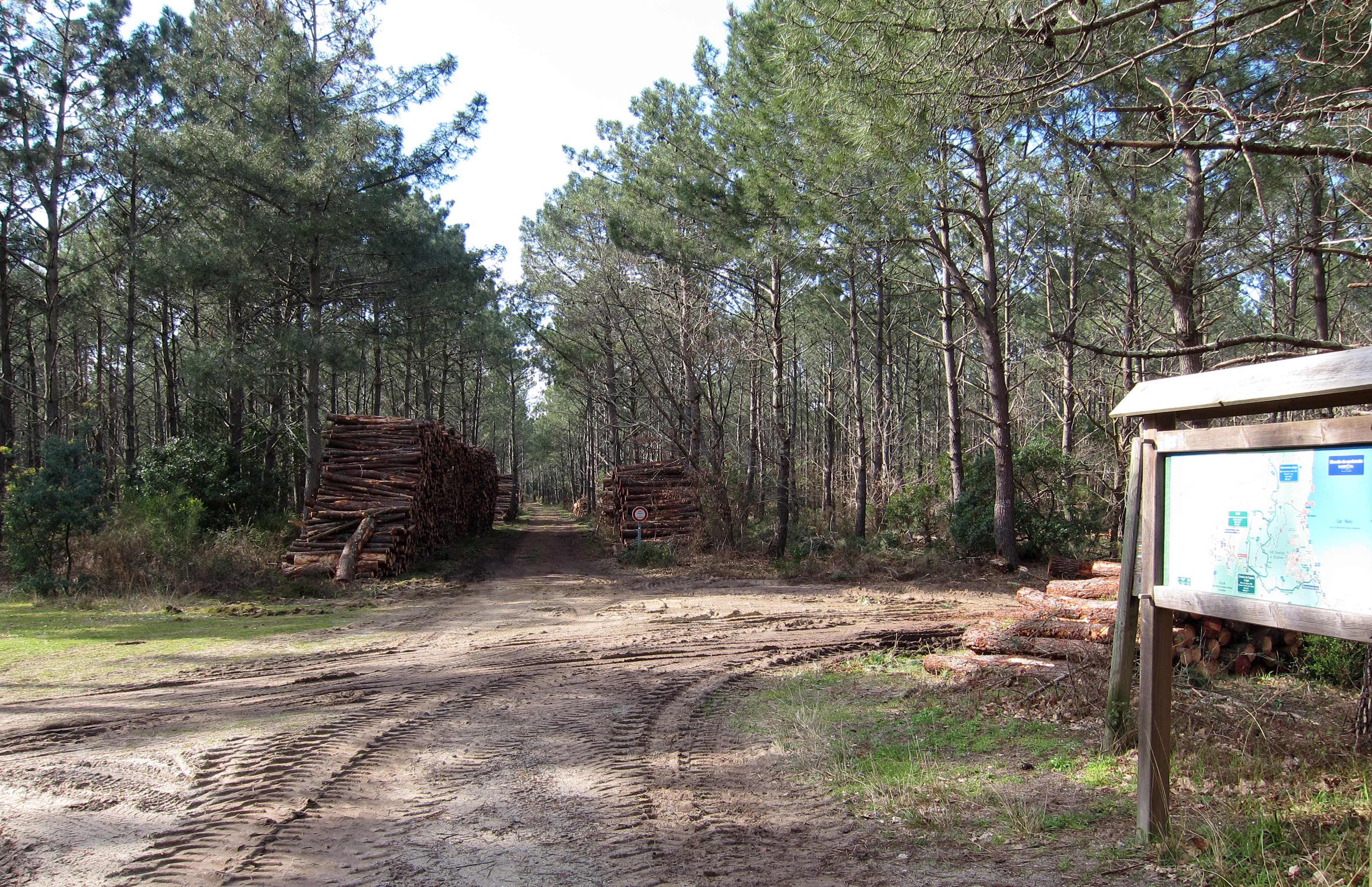 Sentier rando entre lac et forêt — photo 2