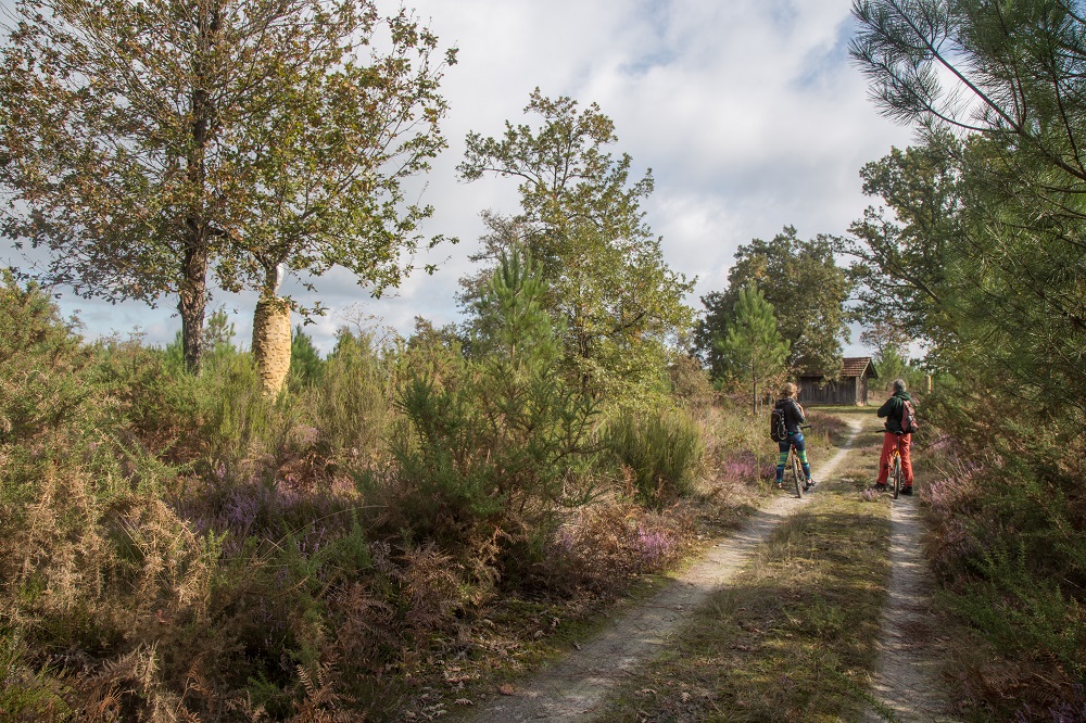 La Forêt d'Art Contemporain : La Sauveté de Garbachet, oeuvre n°07, Brocas - photo 2
