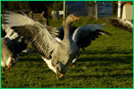 La ferme Anserine — photo 2