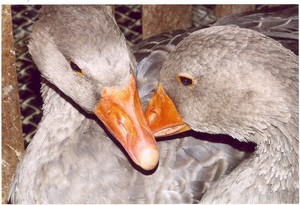 Elevage d'oies du Pech