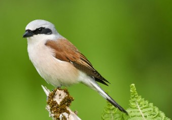 Sortie naturaliste au Foyer Rural — visuel événement