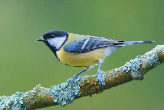 Conférence autour des oiseaux du Limousin — visuel événement