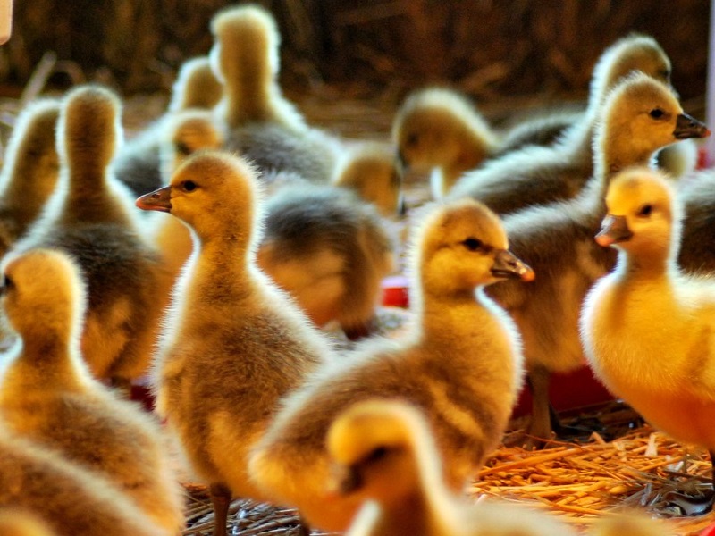 Ferme Milhac-Oie en Périgord - photo 3