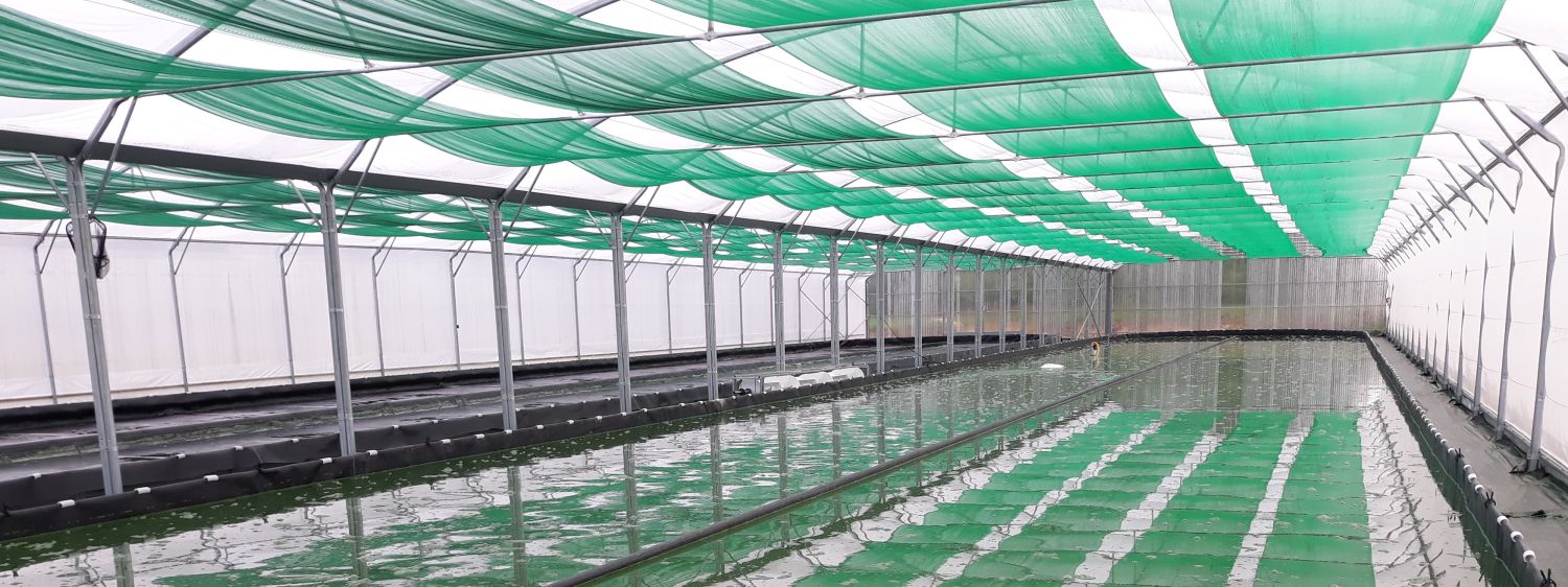 La Spiruline des Deux-Sèvres