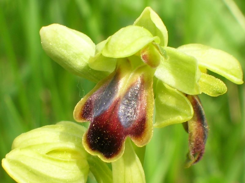 Boucle des orchidées, Brouchaud - photo 2