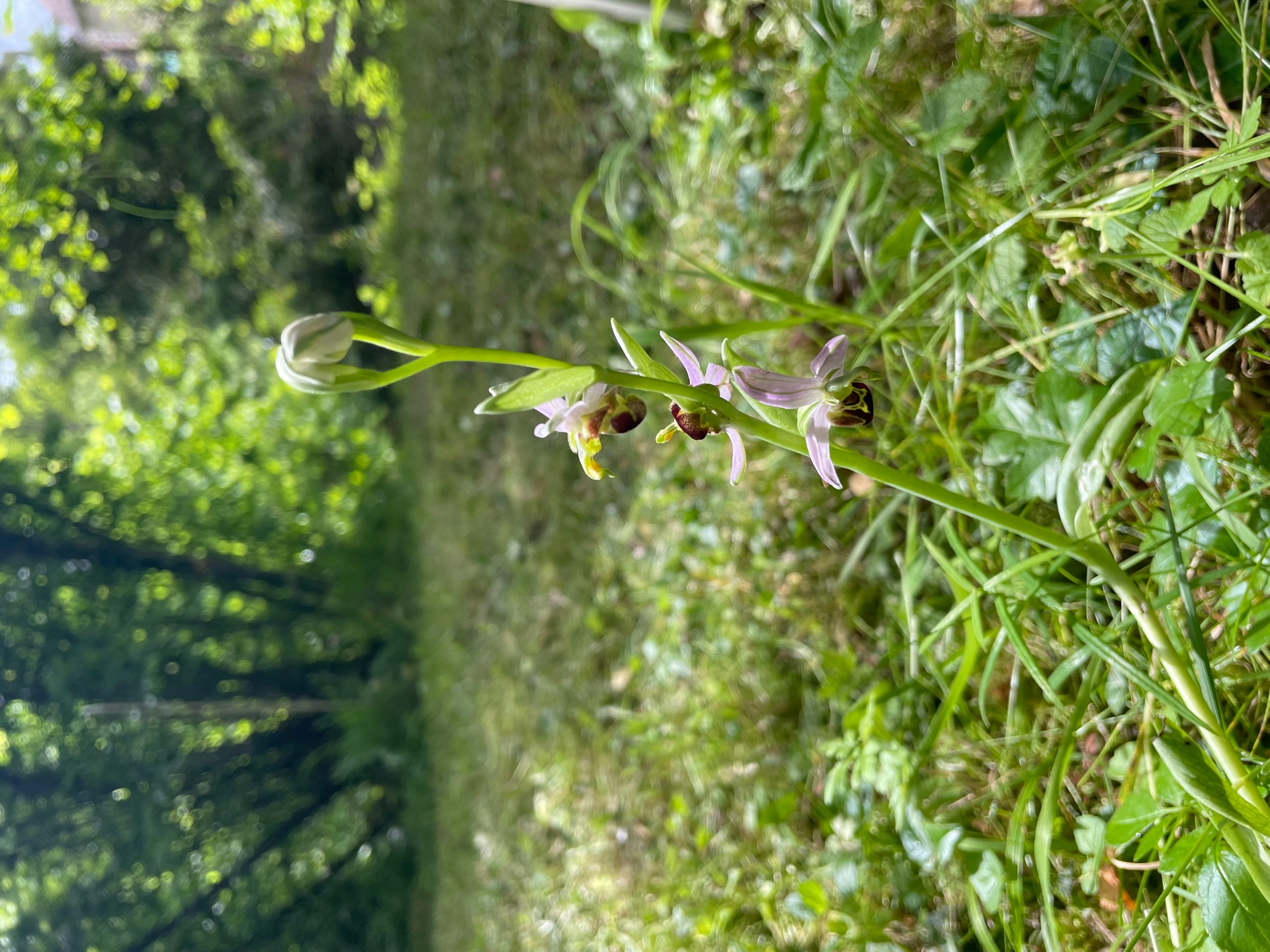 Les apparts de Céline - Rez-de-Chaussée, La Roche-Posay - photo 21