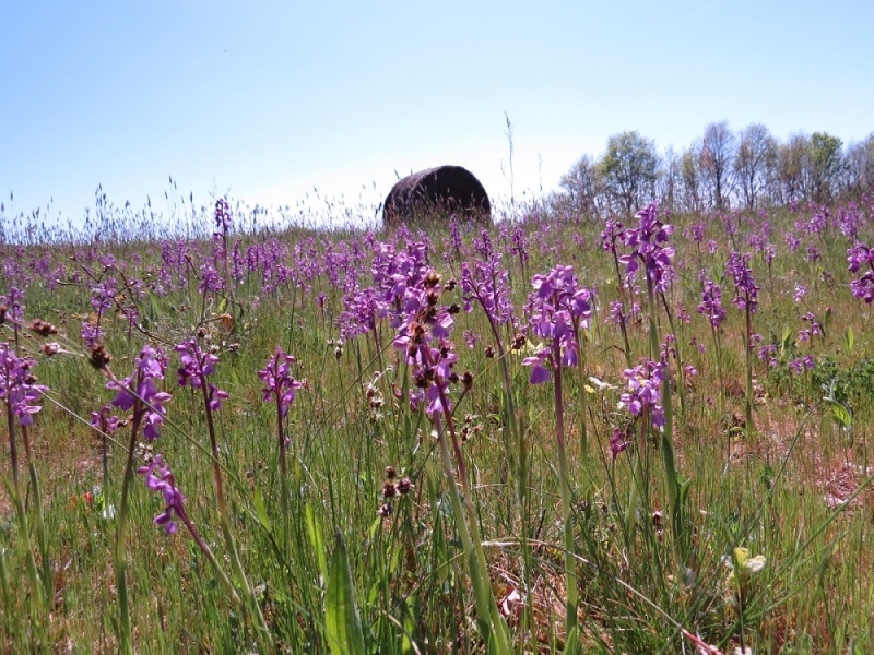 Le Moulin de la ville, Tombebœuf