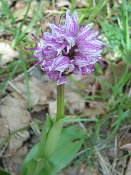 Chemin de la Queyrille, Queyssac-les-Vignes - photo 4
