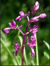 Boucle du 45 ème parallèle, Veyrines-de-Vergt - photo 2