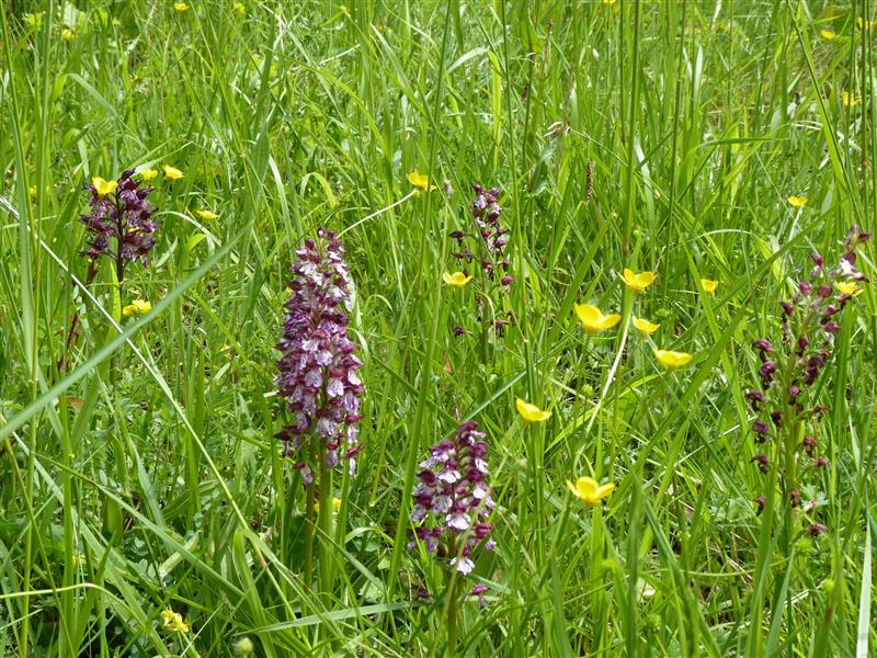 Pelouses sèches à orchidées du coteau de Lembeye