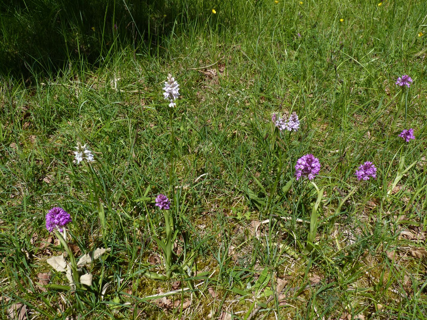 Une journée exceptionnelle à Castillon de Lembeye, Castillon (Canton de Lembeye) - photo 2
