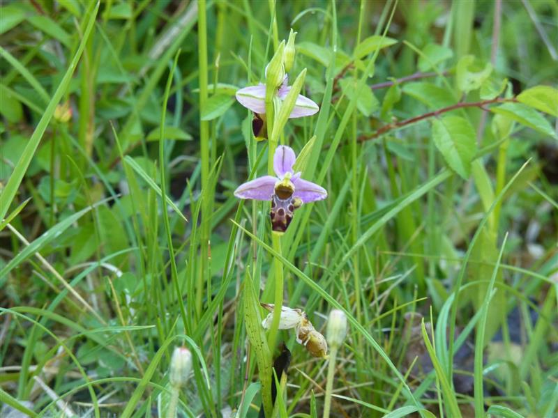 Pelouses sèches à orchidées du coteau de Lembeye
