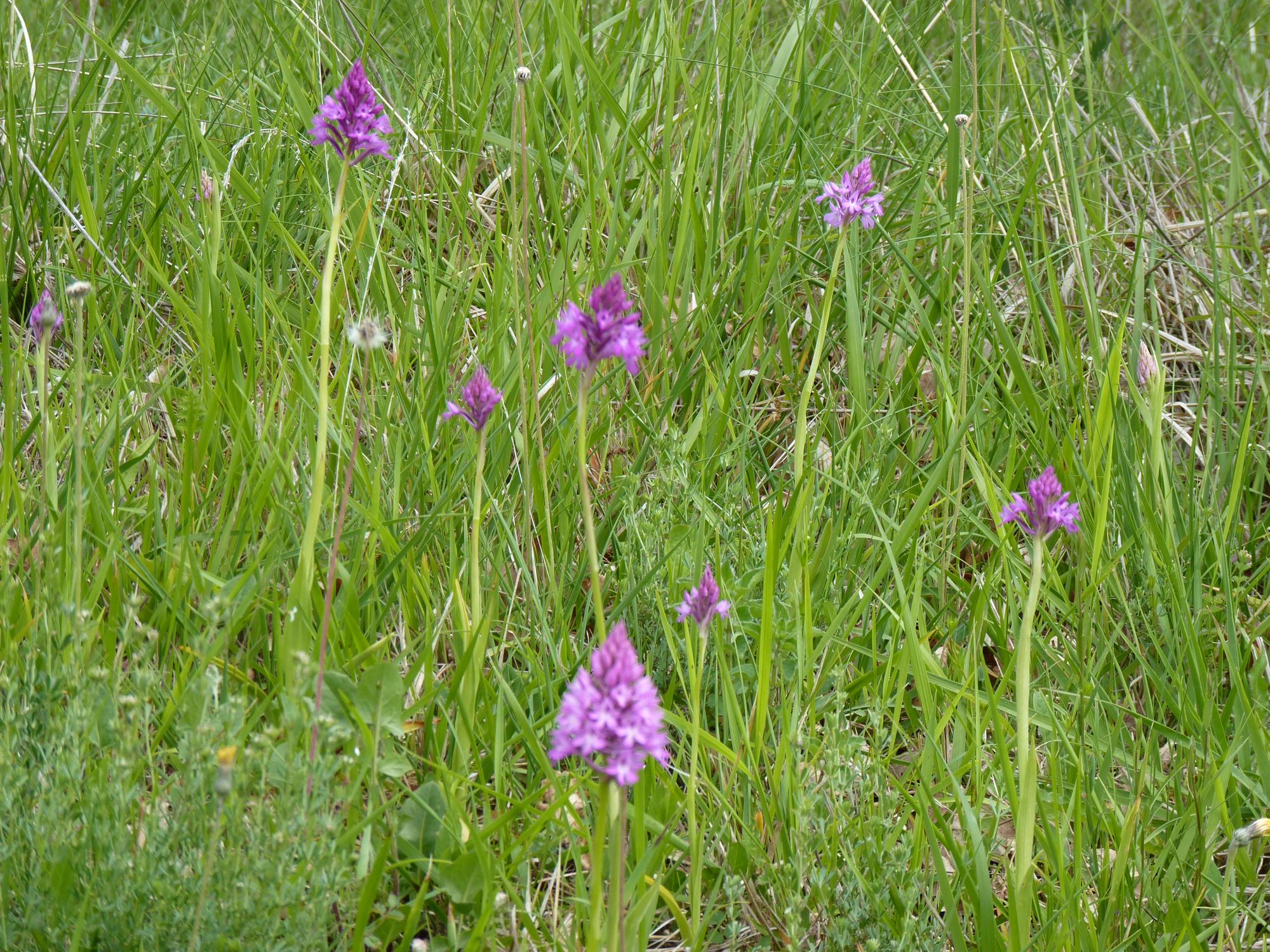 Pelouses sèches à orchidées, Castetpugon - photo 2
