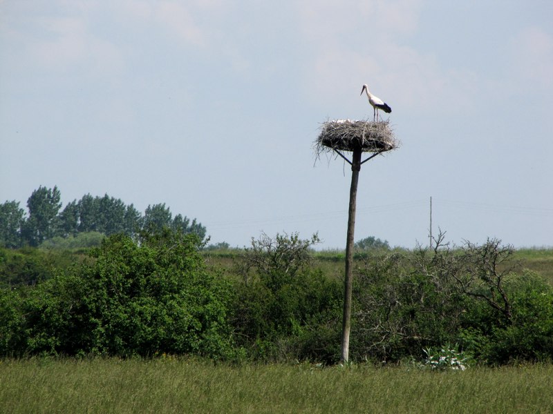 Marais de la Maréchale, Ordonnac - photo 8