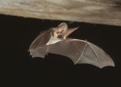Café-débat sur les chauve-souris
