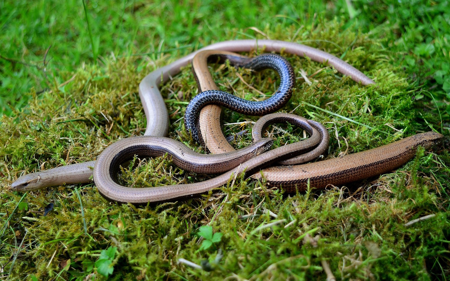 Sortie nature CPIE Pays Basque : "Vipère de Séoane, serpent du Pays basque", Urepel
