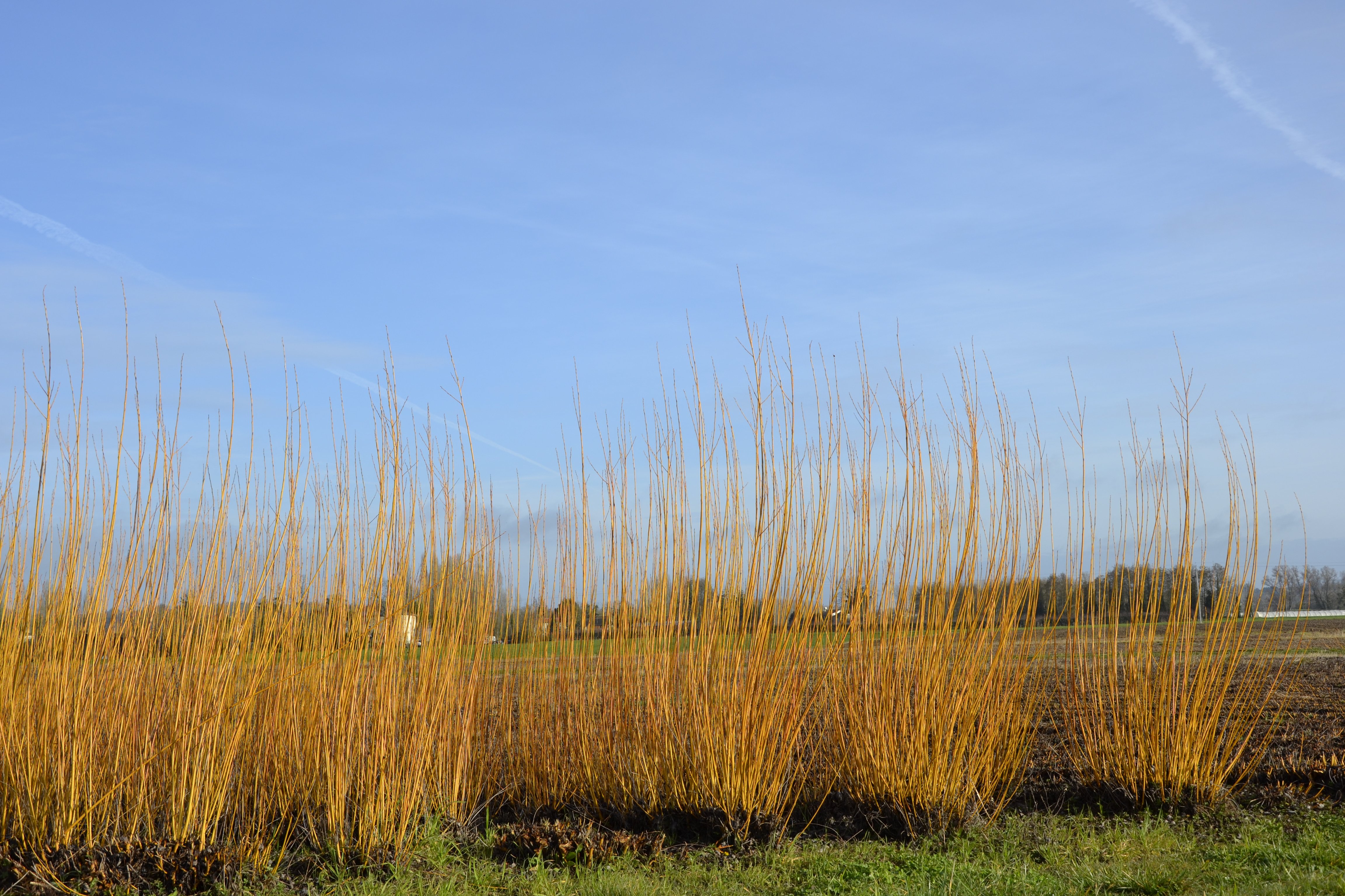Boucle du Moulin de Piis - photo 2
