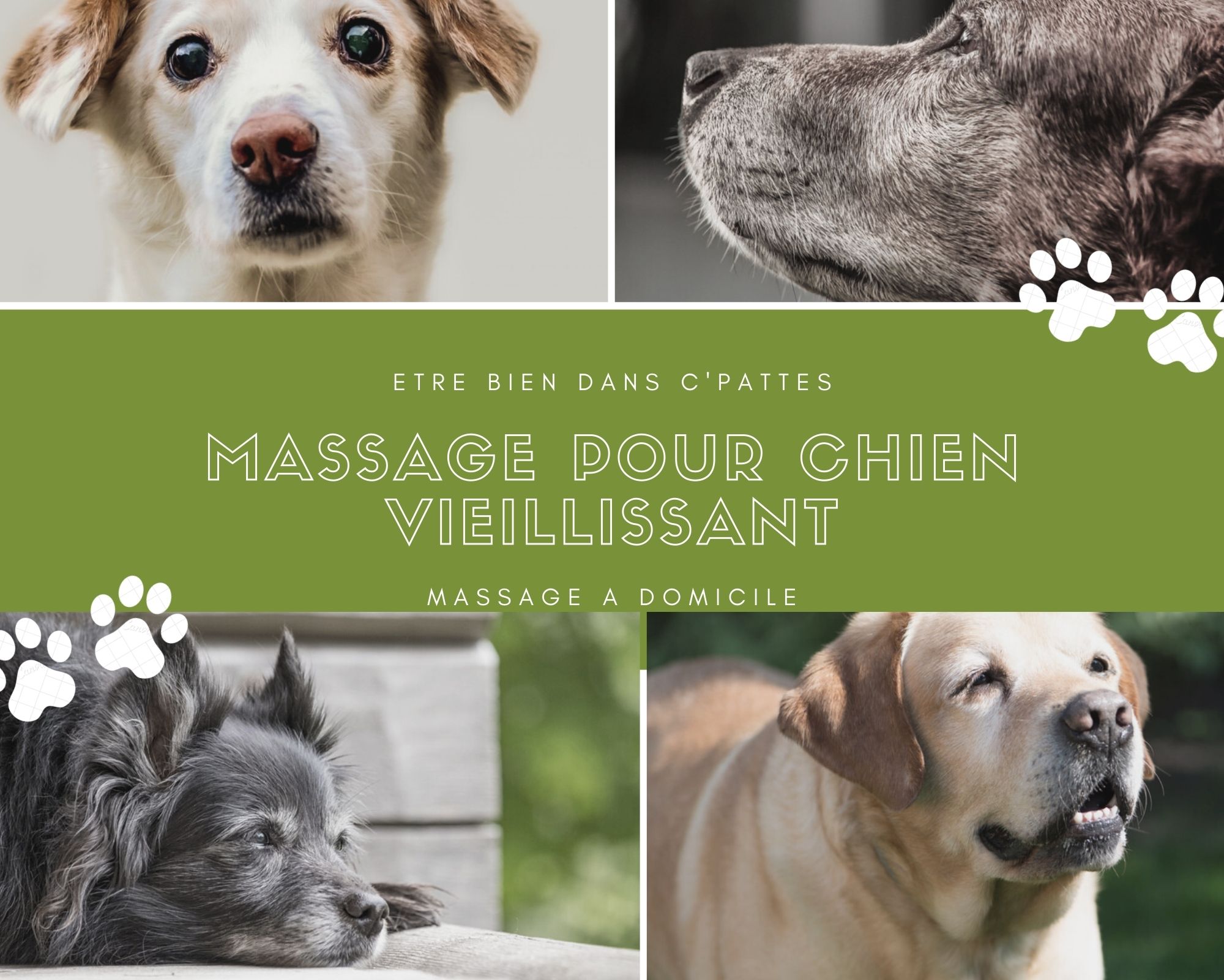 Etre bien dans ses Pattes - Massages canin — photo 2