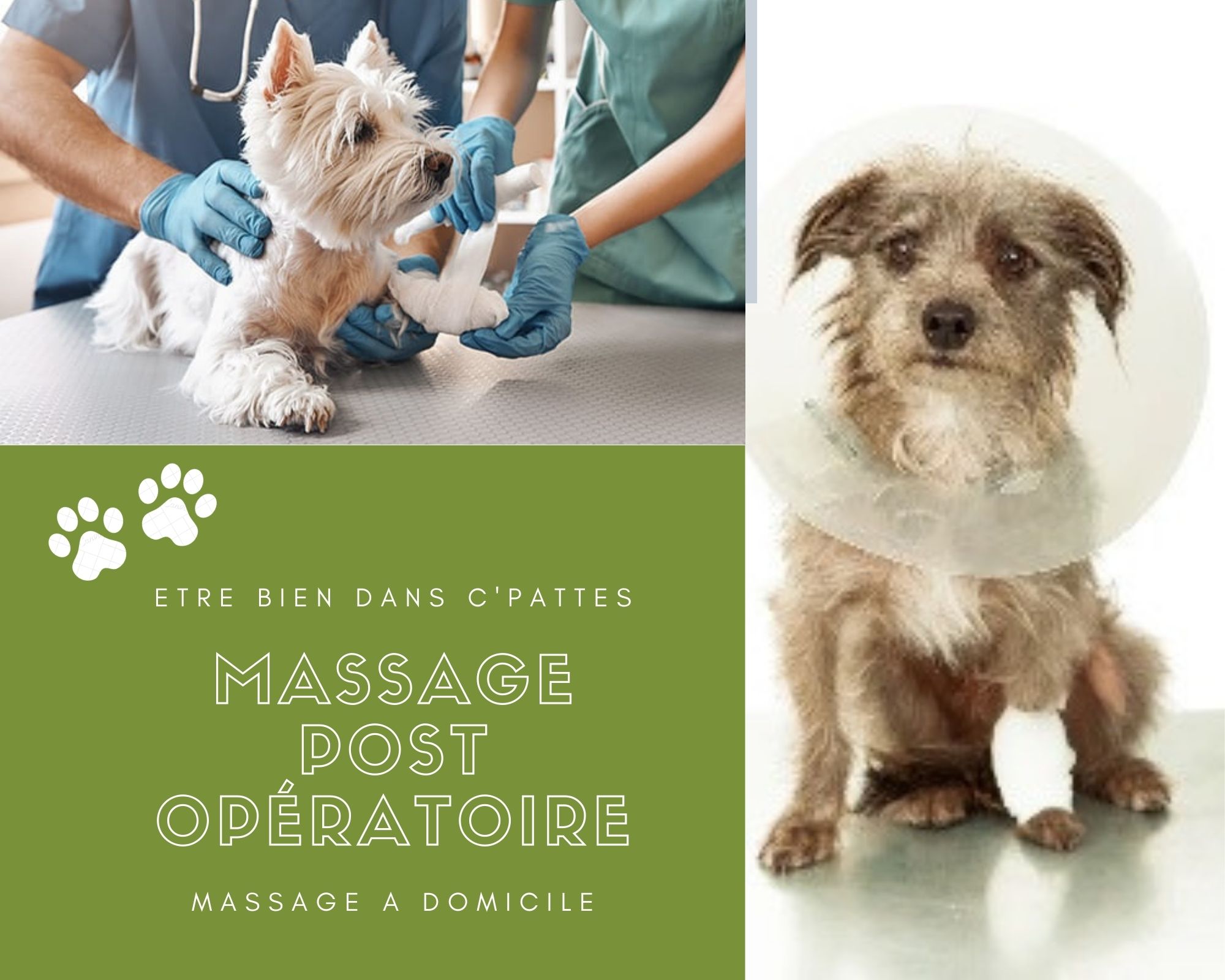 Etre bien dans ses Pattes - Massages canin — photo 3