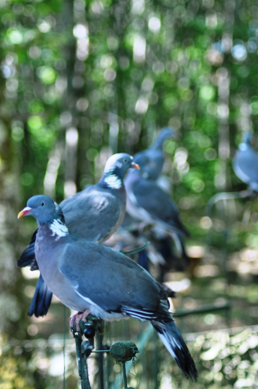 La Palombière des Gouyats - photo 4