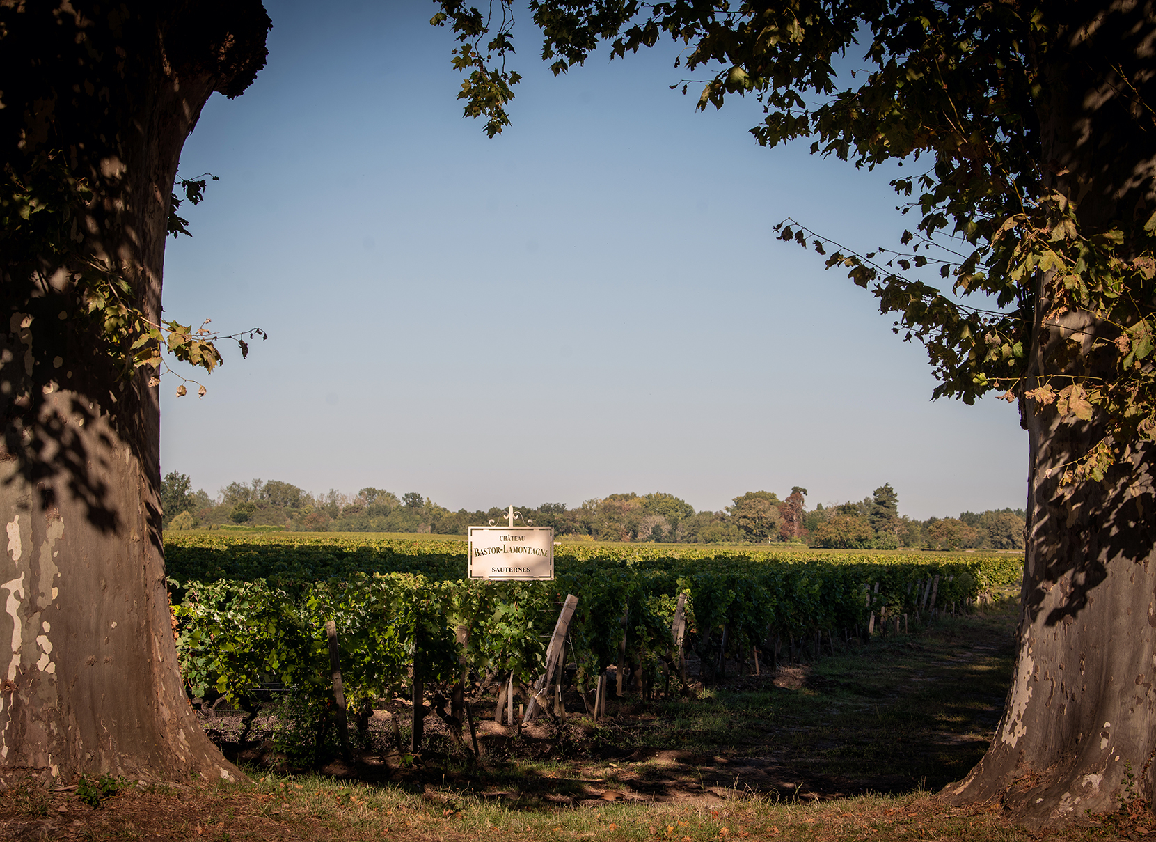 Château Bastor-Lamontagne - photo 3