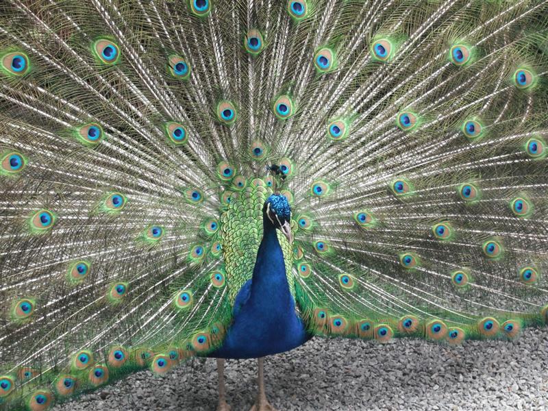 Parc Animalier Etxola