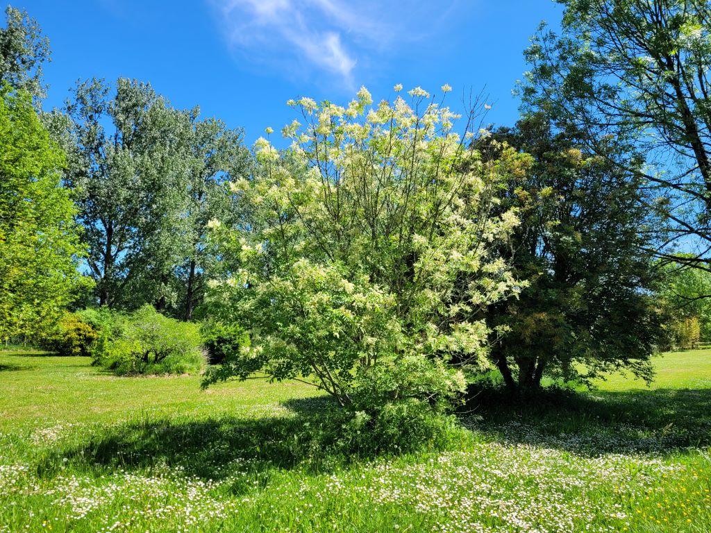 Parc Botanique du Château de Neuvic, Neuvic - photo 7