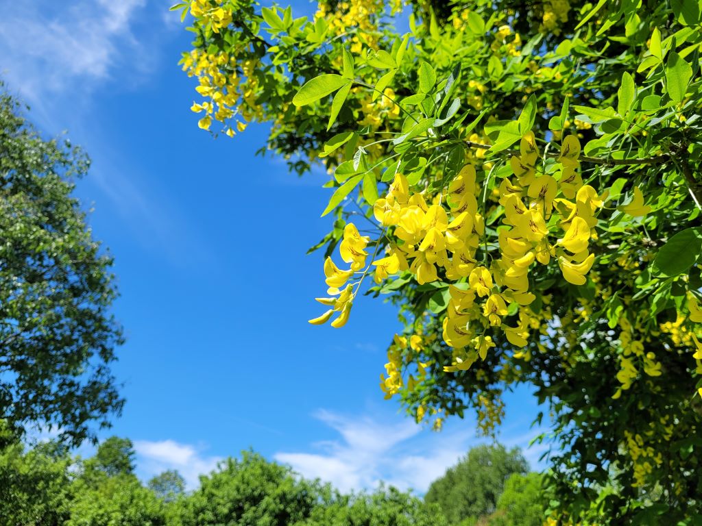 Parc Botanique du Château de Neuvic, Neuvic - photo 12