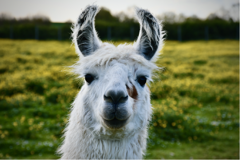Parc Du Coq à l'Âne, Saint-Georges-de-Rex - photo 8