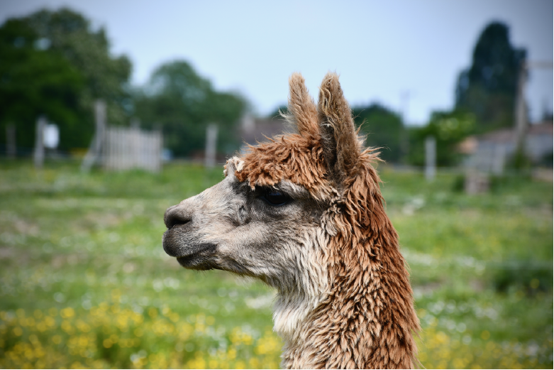 Parc Du Coq à l'Âne, Saint-Georges-de-Rex - photo 10