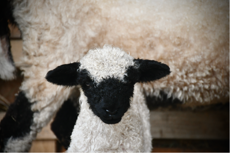 Parc Du Coq à l'Âne, Saint-Georges-de-Rex - photo 3