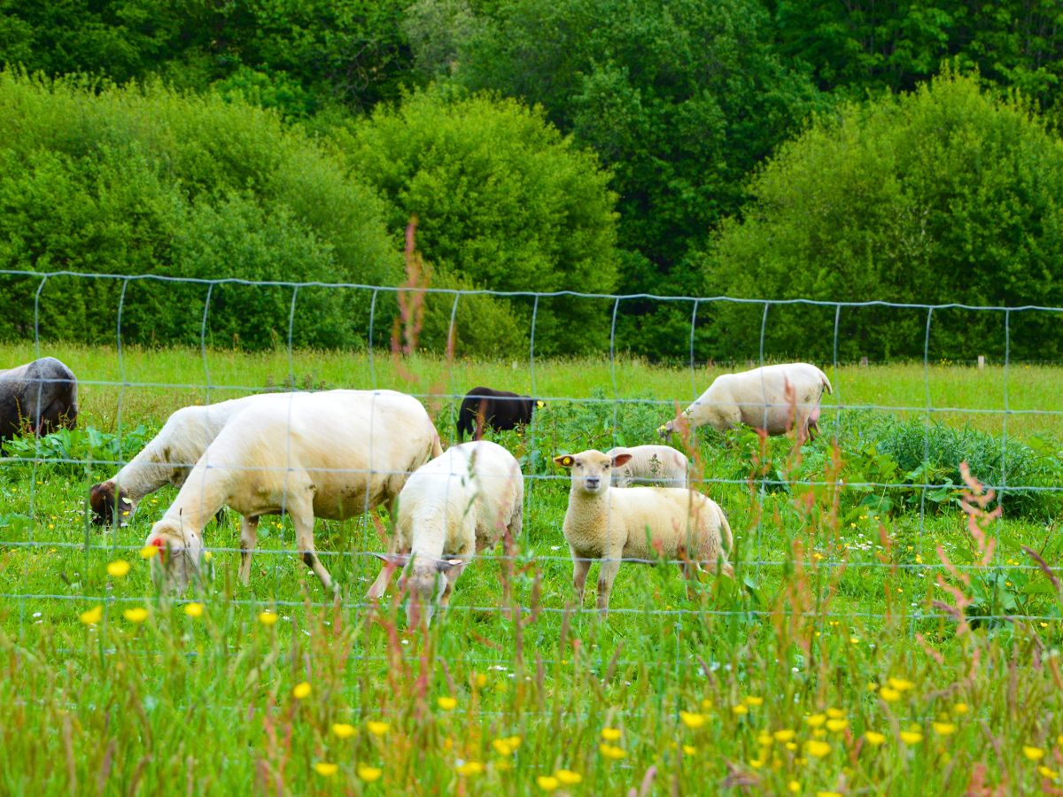Parc du Vallon des Granges, Châlus - photo 2