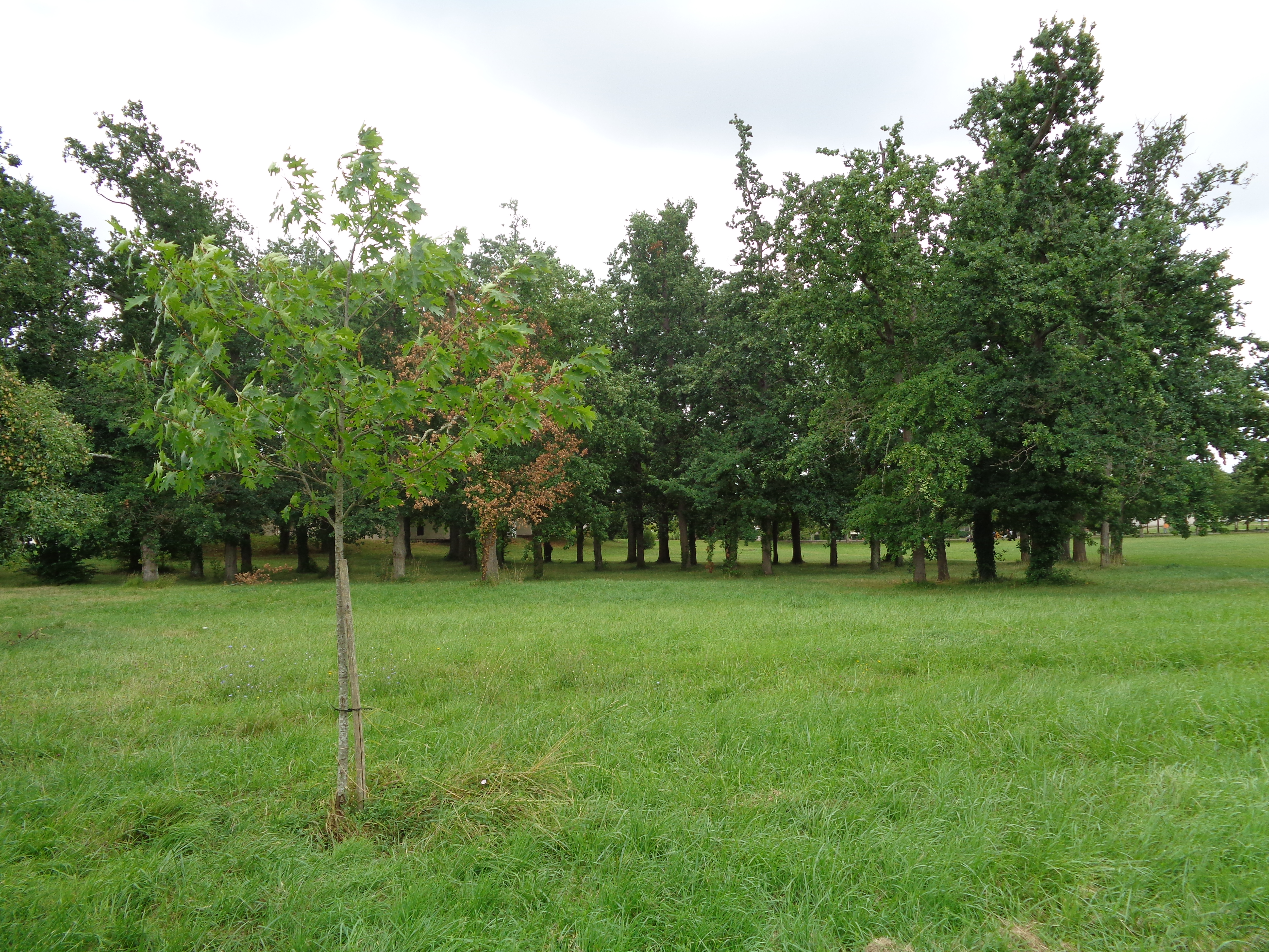 Balade à roulettes : Parc Favols, Carbon-Blanc