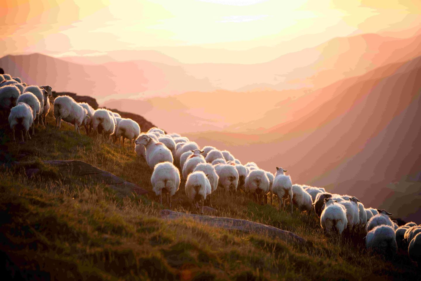 Terra Aventura - Artzaina eta ardiak - photo 2