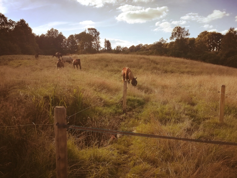 Equitation, balades - Académie des Arts Chevaleresques - photo 2