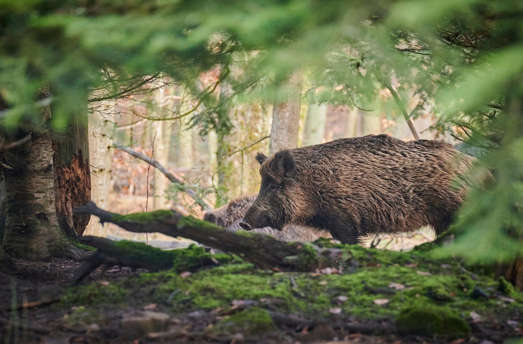 Repas de chasse — visuel événement
